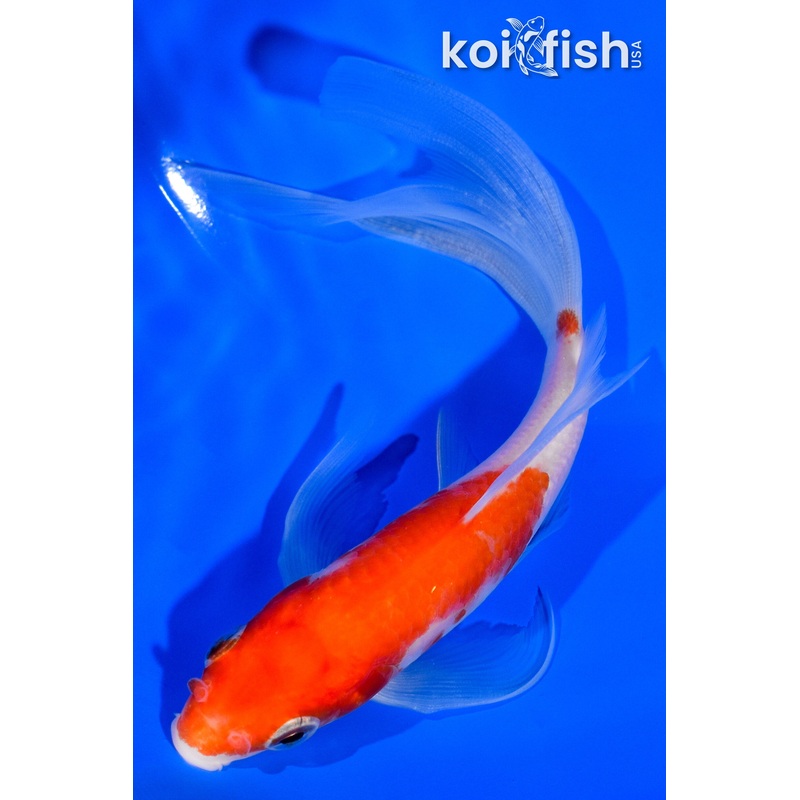 5.75" KOHAKU BUTTERFLY