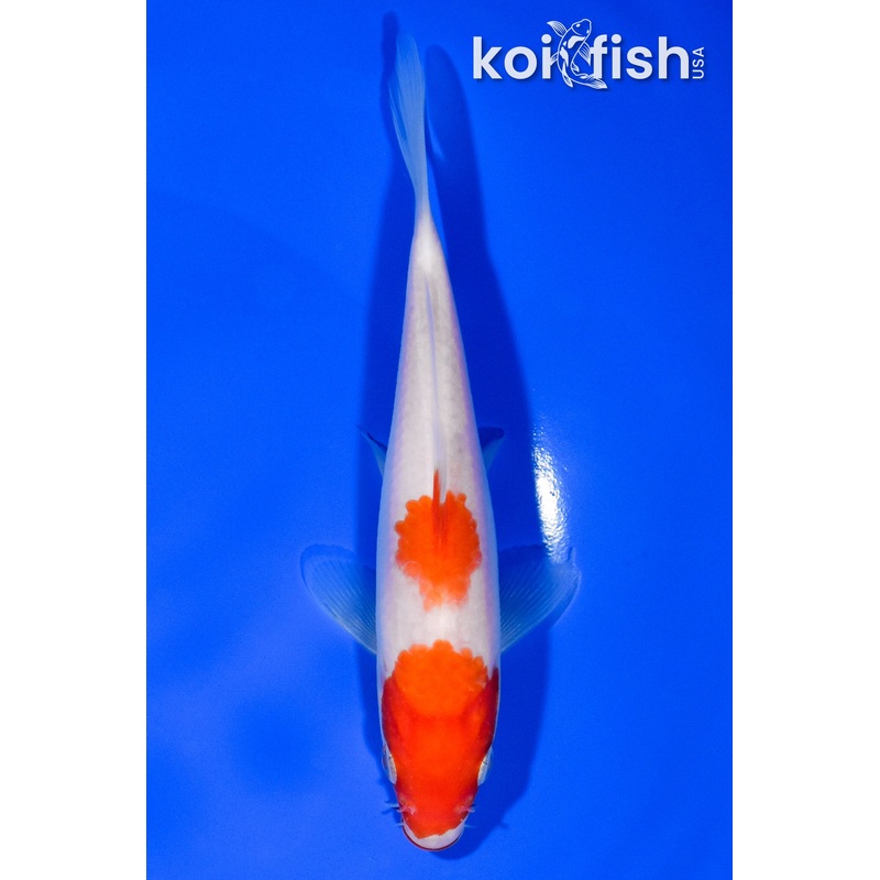 5.75" KUCHIBENI NIDAN KOHAKU