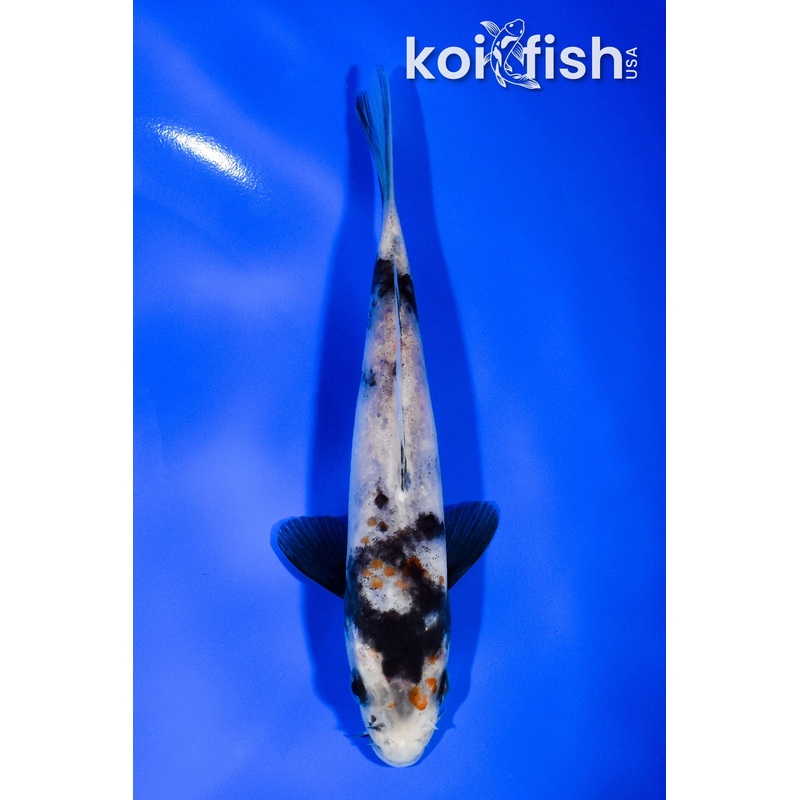 5.75" SHOWA