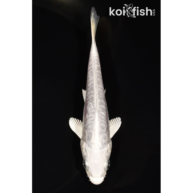 5" ARAGOKE DOITSU PLATINUM OGON