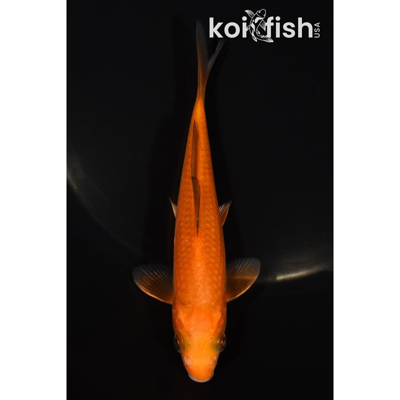 5" CHAGOI