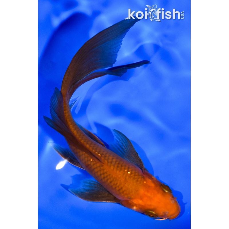 5" CHAGOI BUTTERFLY