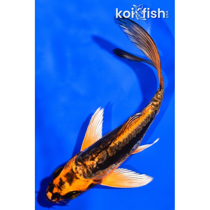 5" DOITSU ORENJI MATSUBA BUTTERFLY