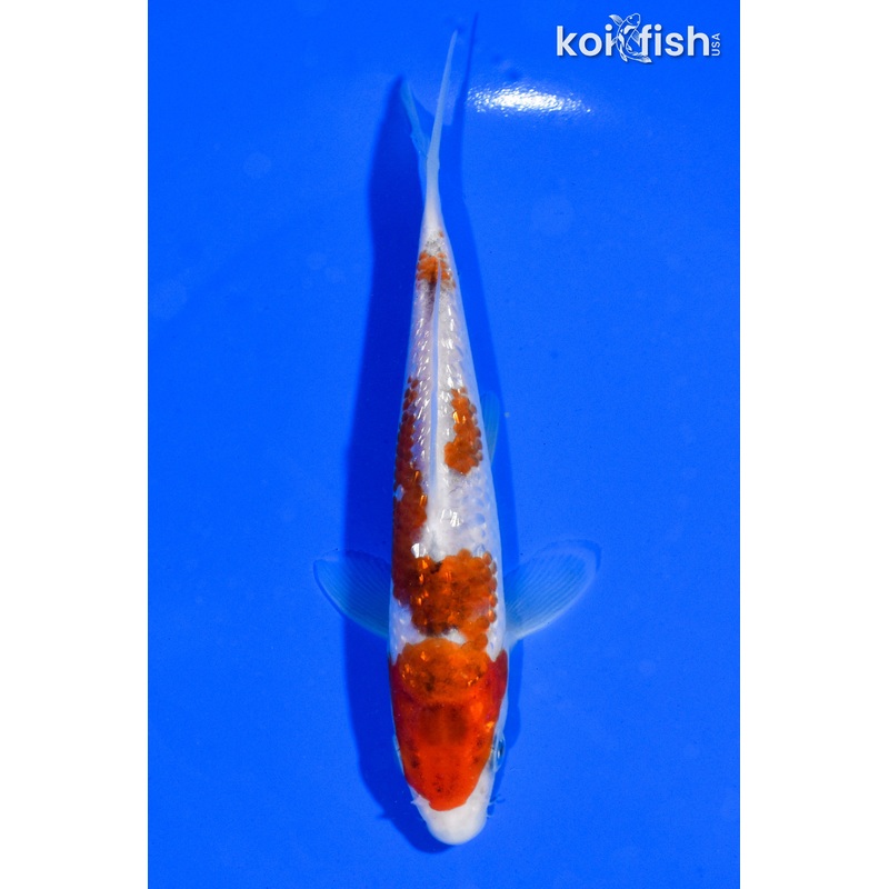 5" GINRIN GOROMO