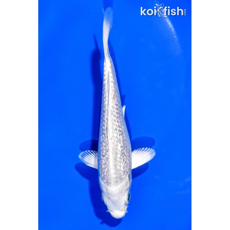 5" GINRIN PLATINUM OGON