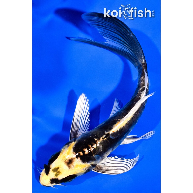 5" KABUTO BUTTERFLY