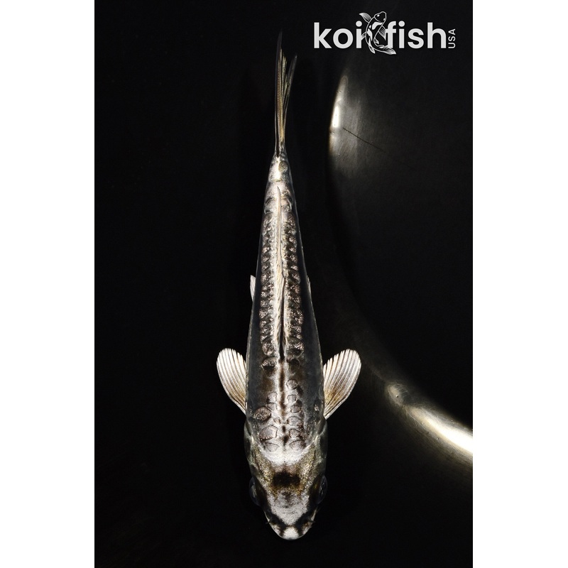 5" KIKOKURYU