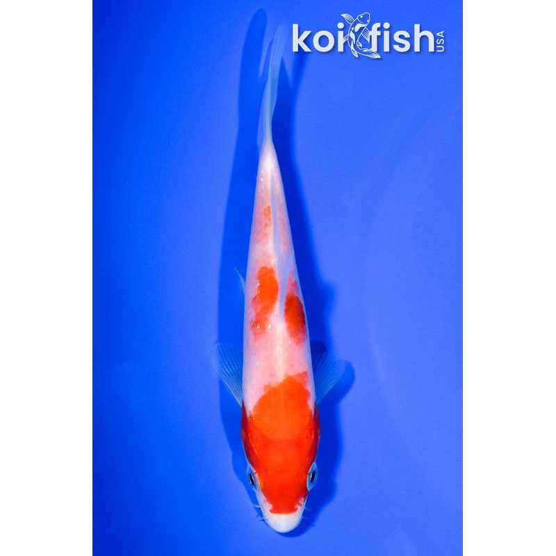 5" KOHAKU