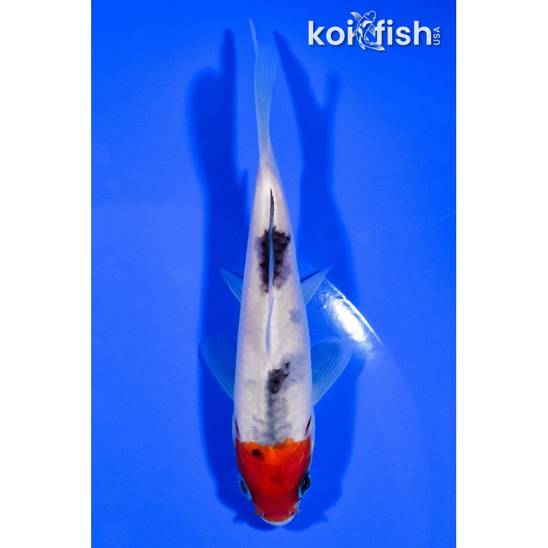 5" TANCHO SANKE
