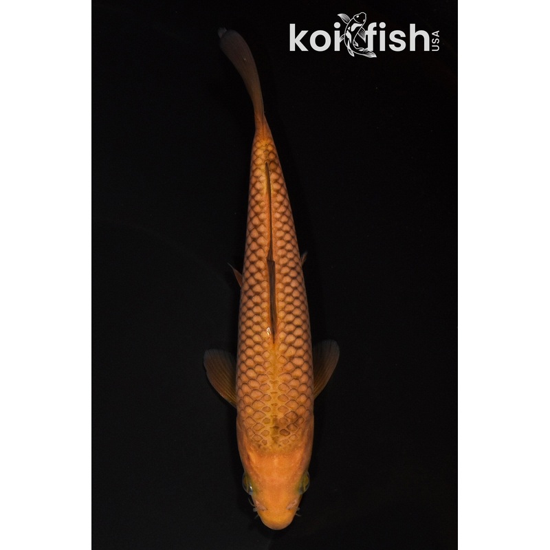 6.25" CHAGOI