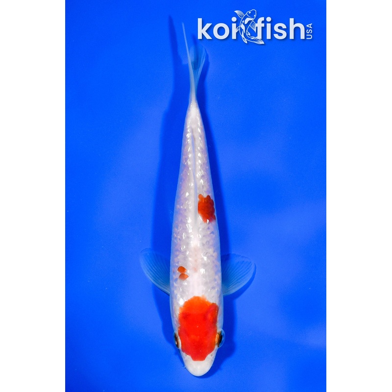 6.25" GINRIN MARUTEN KOHAKU