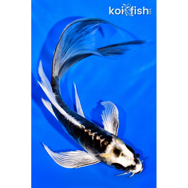 6.25" KIN KIKOKURYU BUTTERFLY