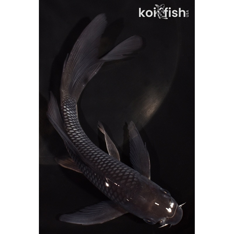 6.25" SOROGOI BUTTERFLY