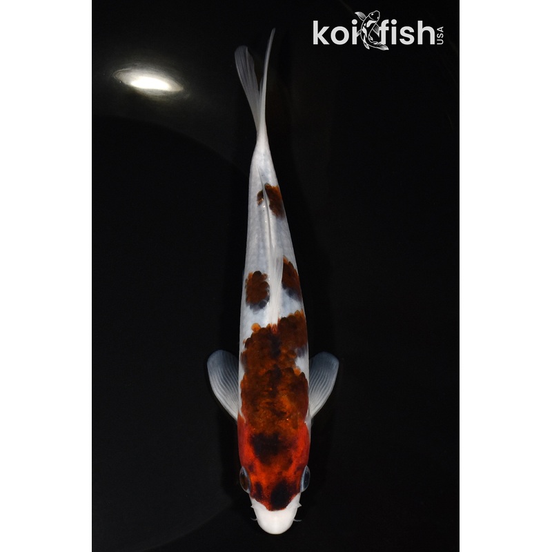 6.5" BUDO GOROMO