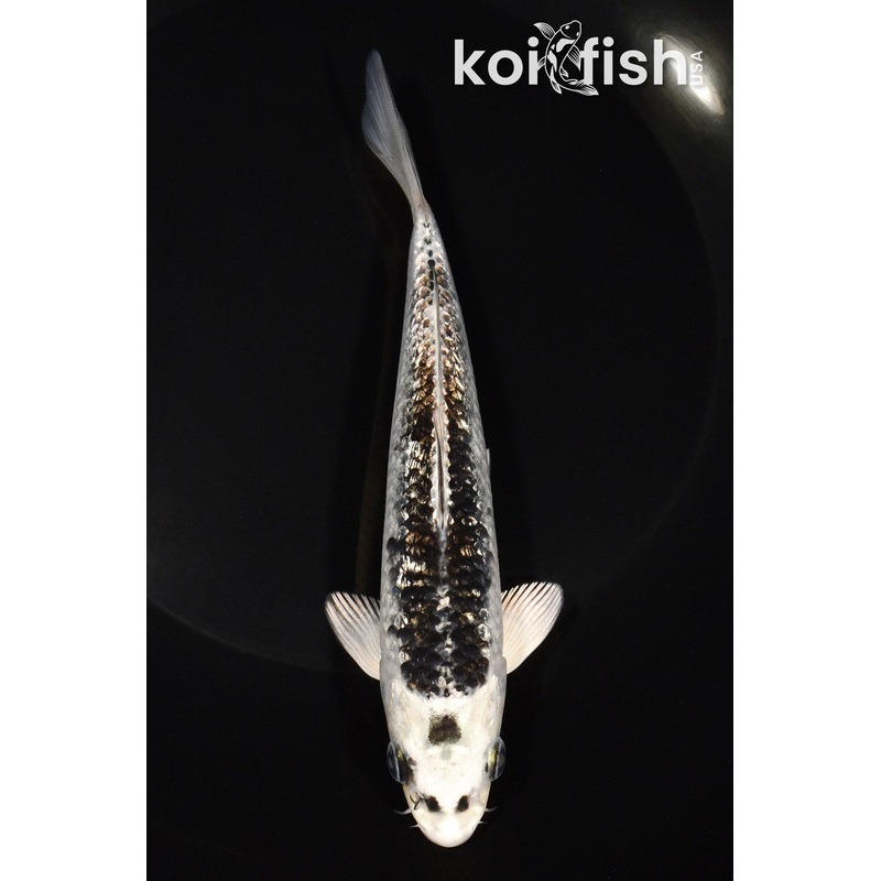 6.5" GINRIN GINGA