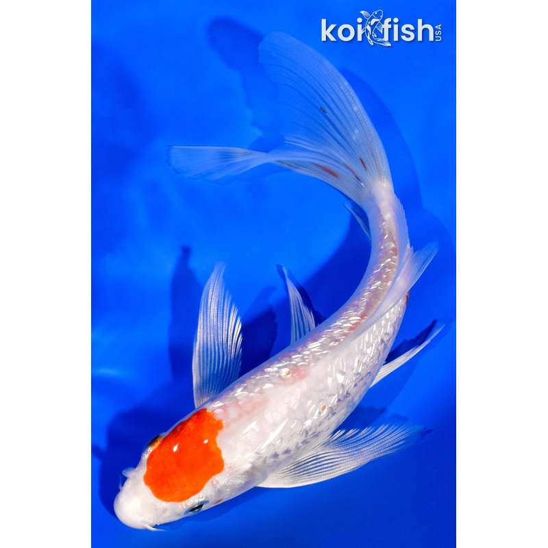 6.5" GINRIN HARIWAKE BUTTERFLY