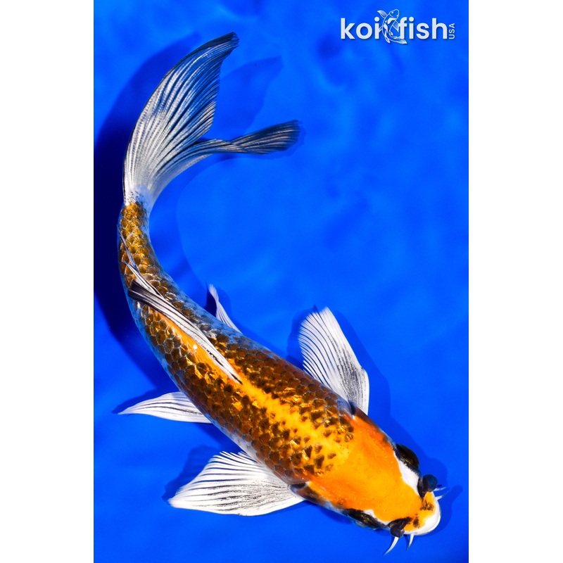 6.5" GINRIN KUJAKU BUTTERFLY