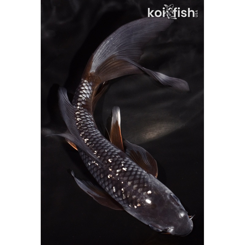 6.5" GINRIN OCHIBA SHIGURE BUTTERFLY