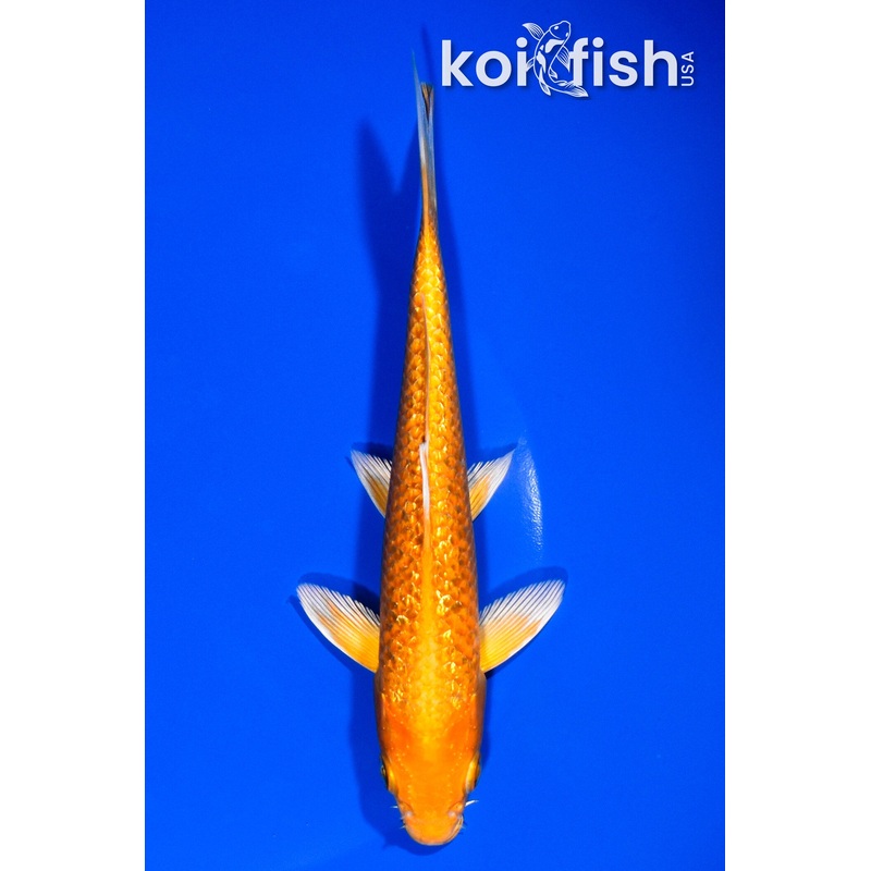 6.5" GINRIN ORENJI OGON