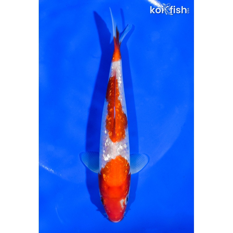 6.5" GINRIN SANDAN KOHAKU