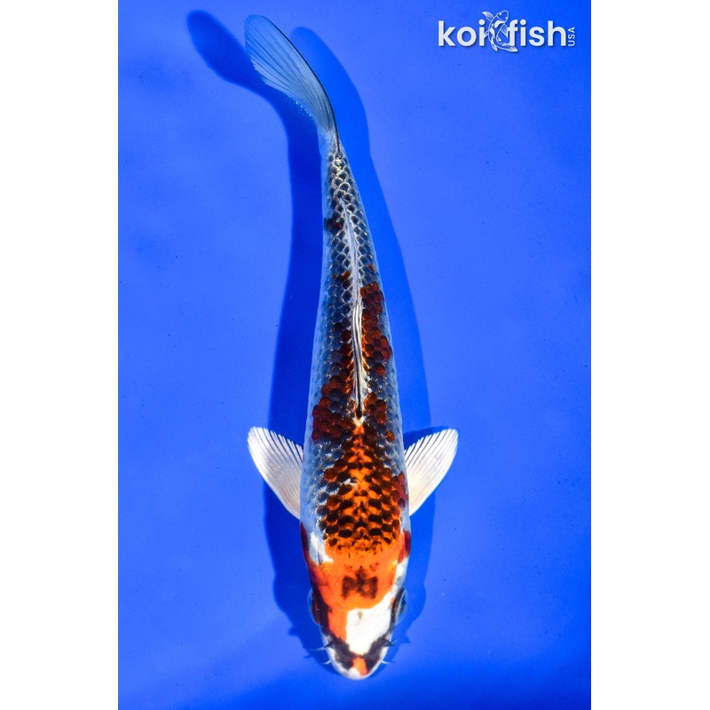 6.5" KUJAKU
