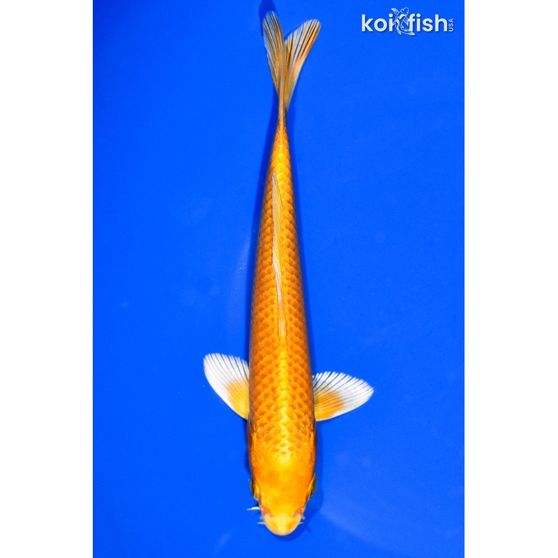 6.5" YAMABUKI OGON