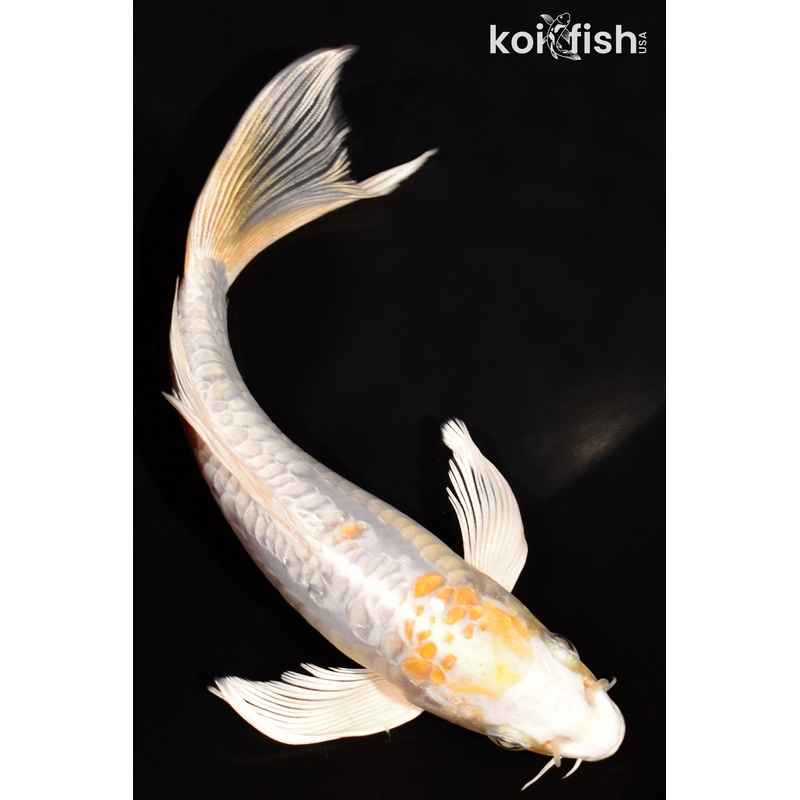 6.75" DOITSU HARIWAKE BUTTERFLY