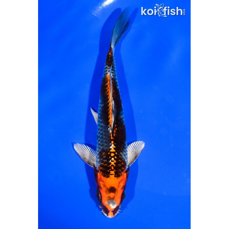 6" BENI GINGA