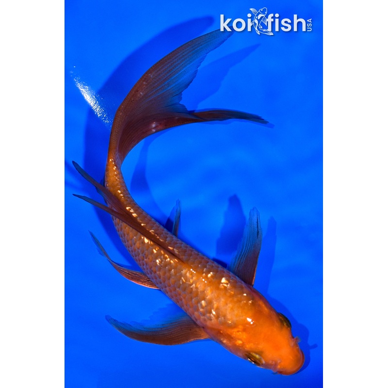 6" GINRIN CHAGOI BUTTERFLY