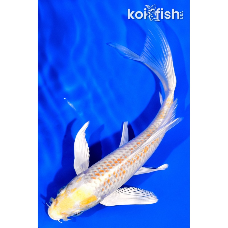 6" HARIWAKE BUTTERFLY