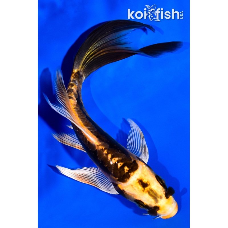 6" KIN KIKOKURYU BUTTERFLY