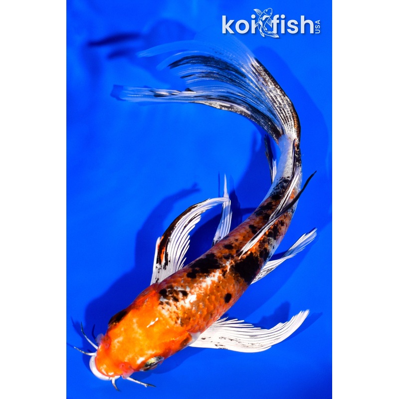 6" YAMATO NISHIKI BUTTERFLY