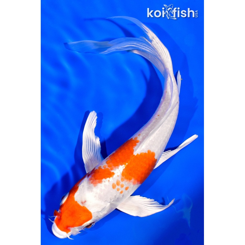 7.25" HARIWAKE BUTTERFLY