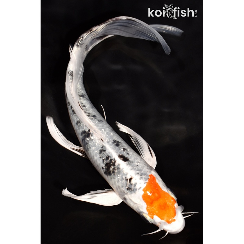 7.25" TANCHO YAMATO NISHIKI BUTTERFLY
