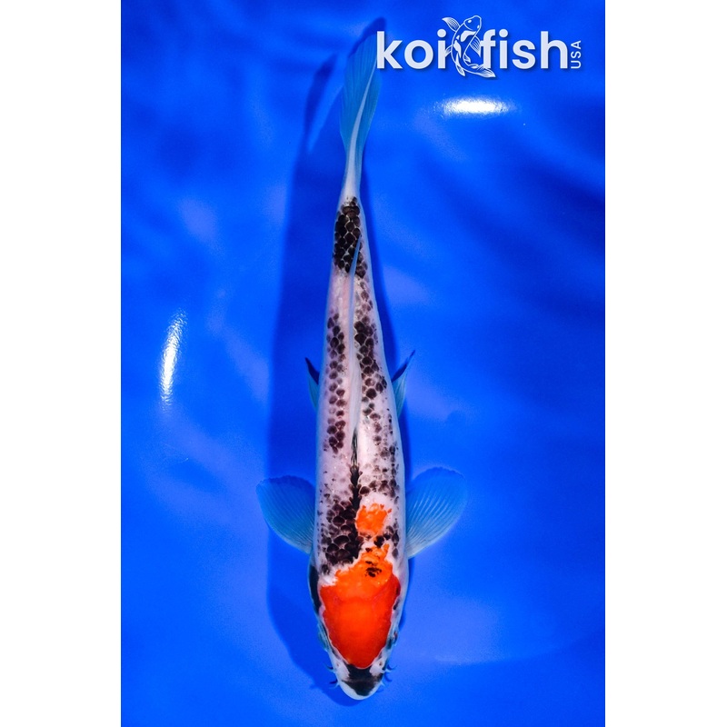 7.5" GOSHIKI