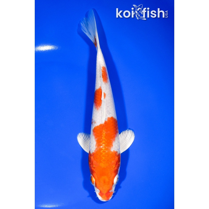 7.5" HARIWAKE