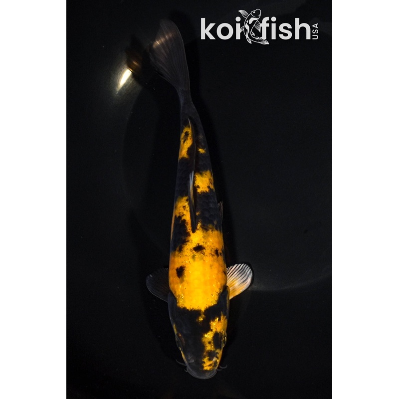 7.5" KI UTSURI
