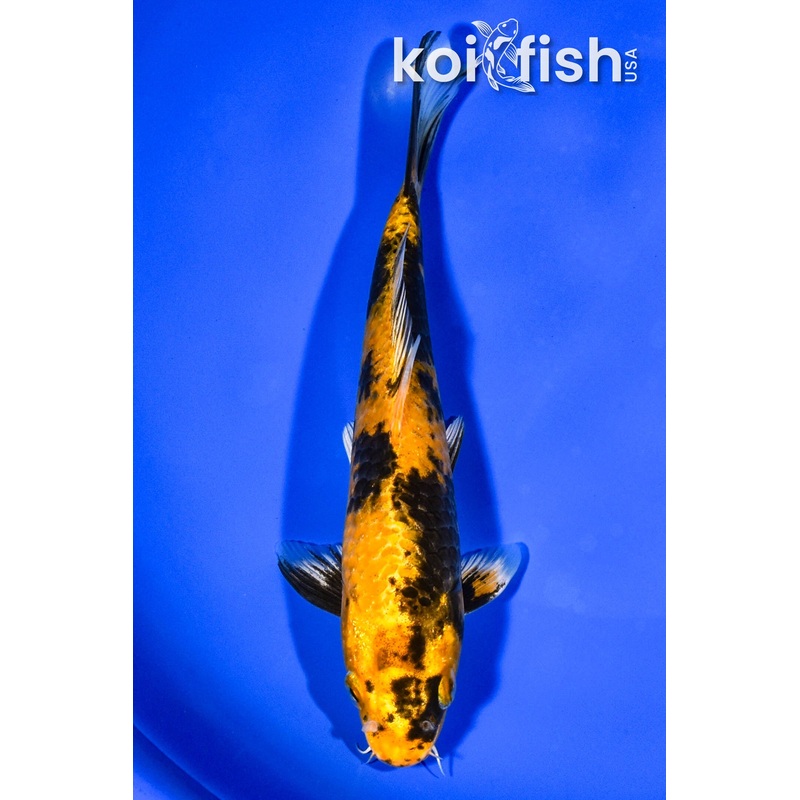 7.5" KIN KI UTSURI