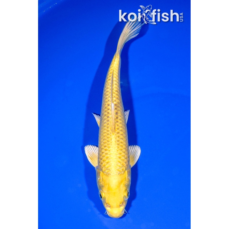 7.5" YAMABUKI OGON