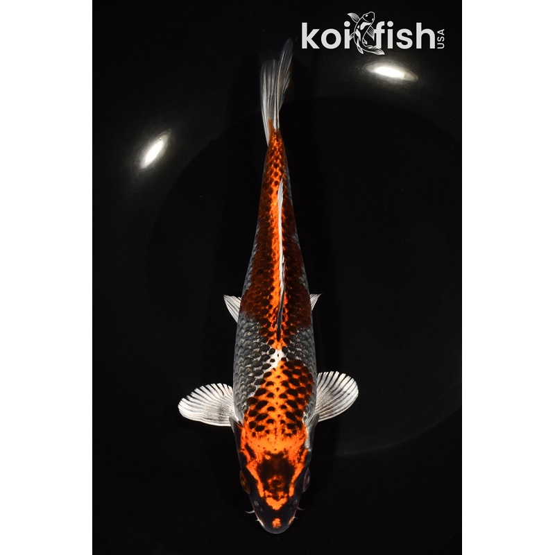 7.75" BENI GINGA