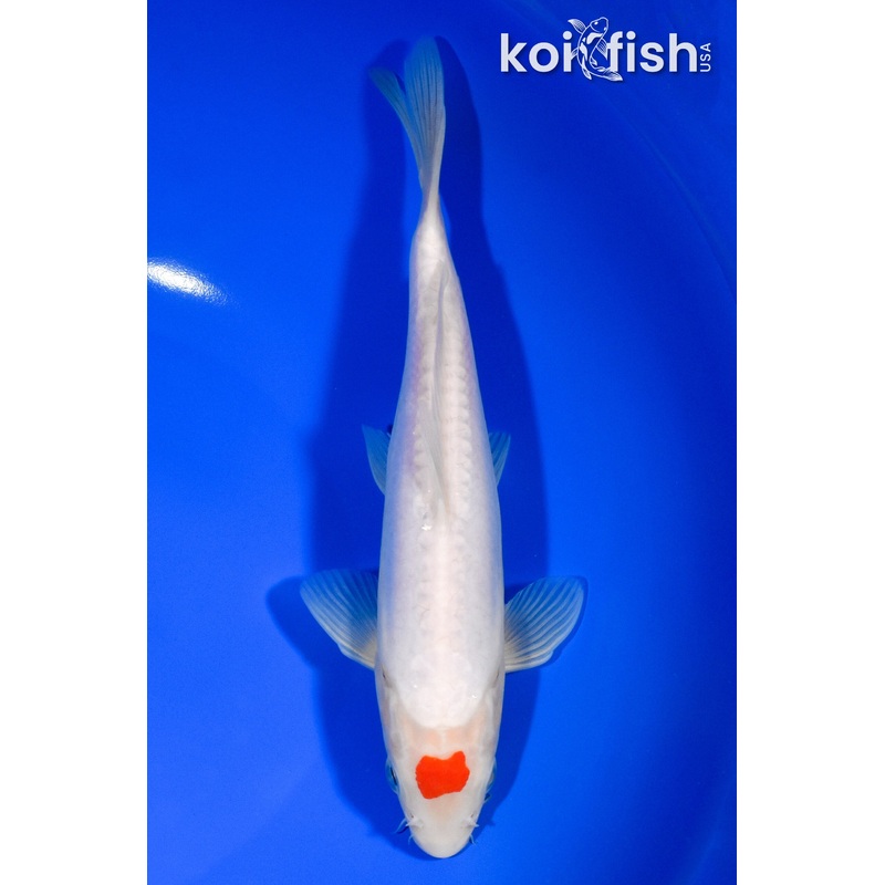 7.75" DOITSU TANCHO KOHAKU