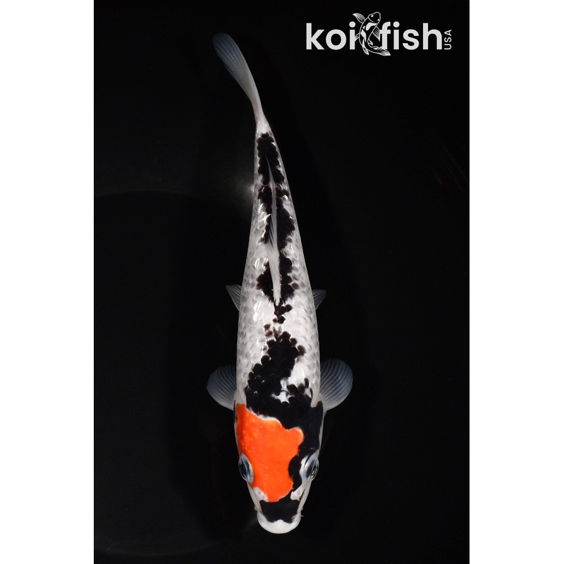 7.75" GINRIN BENI MATSUKAWABAKE