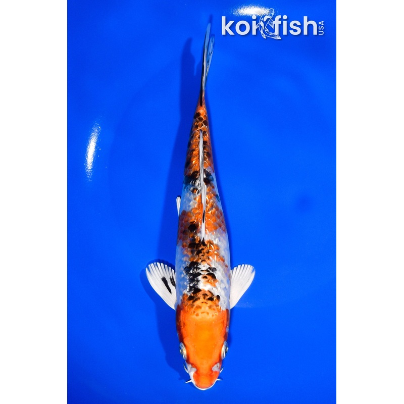 7.75" GINRIN YAMATO NISHIKI