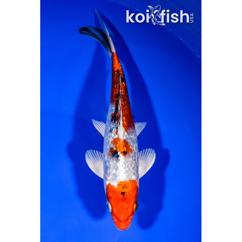 7.75" GINRIN YAMATO NISHISKI