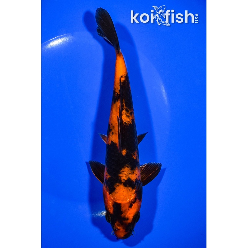 7.75" HI UTSURI