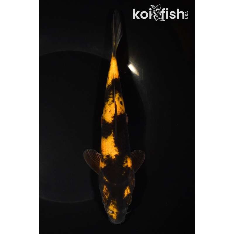 7.75" KI UTSURI