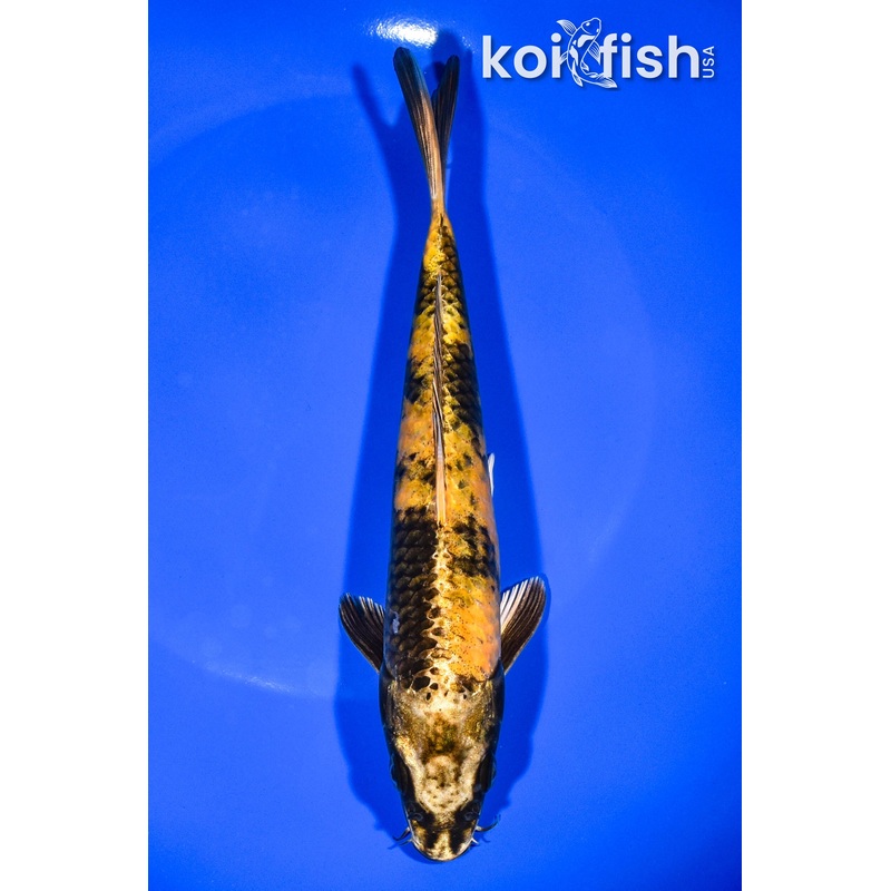 7.75" KIN KI UTSURI