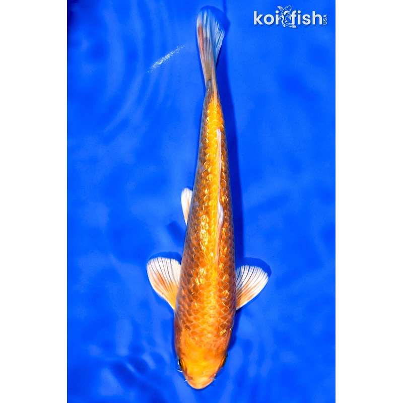 7" GINRIN ORENJI OGON