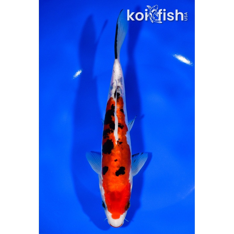 8.25" DOITSU KUCHIBENI SANKE