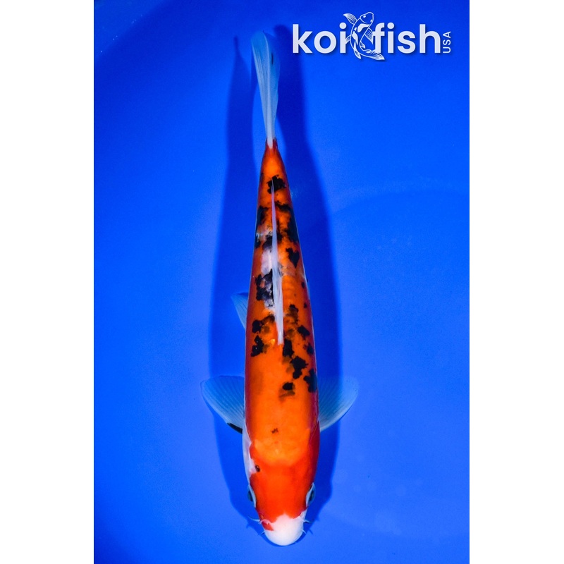 8.25" DOITSU SANKE